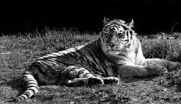 Tiger resting